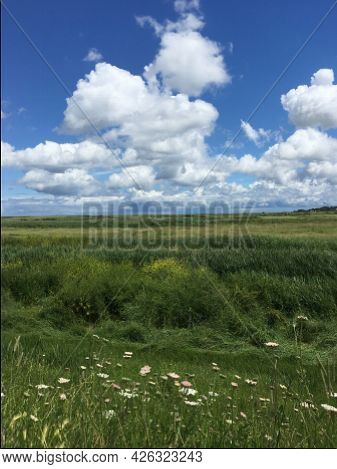 Green Fields With Daisies And Beautiful Blue Sky With White, Fluffy Clouds, Burnham Overy Staithe, N