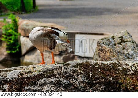 Bar-headed Goose (anser Indicus) Standing On A Stone