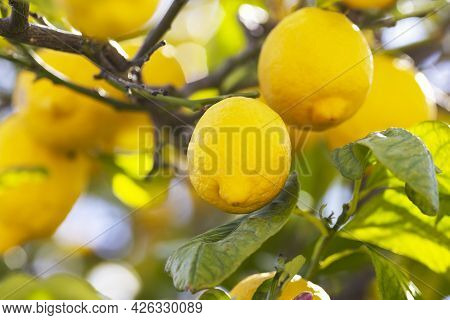 Lemon Trees With Ripe Yellow Lemons In Citrus Orchard. Beautiful Nature Background. Fruits Growing I