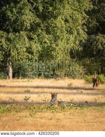 Wild Royal Bengal Tiger In Natural Green Scenic Landscape Background In Post Monsoon Season At Ranth