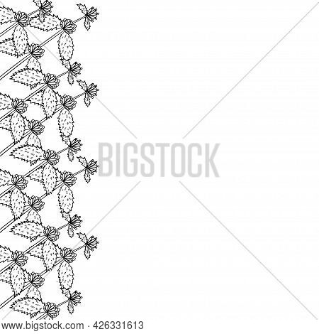 White Horehound, Border Frame Dd Ww Herb