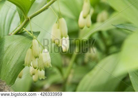 Polygonatum Hirtum, Flowering Plant. A Plant With White Hanging Flowers. Background, Texture