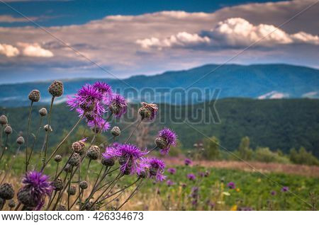 Blooming Purple Burdock Against The Backdrop Of A Stormy Sky And A Mountain Range
