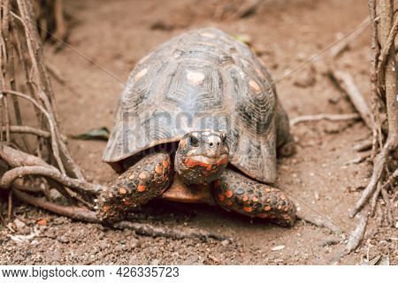 The Red-footed Tortoise Close Up In A Zoo. Portrait Of A Turtle In Natural Surroundings