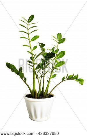 Pot With Home Plant Zamiokulkas Isolated On White Background. Green Houseplant Zamifolia In A White 
