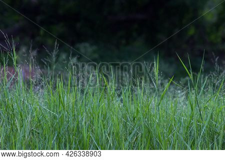 A Leaf Is The Principal Lateral Appendage Of The Vascular Plant Stem, Usually Borne Above Ground And