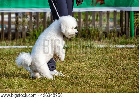 A Cute White Curly Bishon Frise Dog At Walking In Summer.