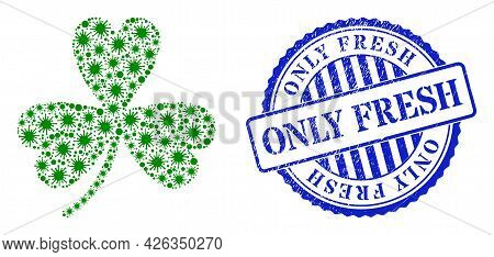 Infection Mosaic Clover Leaf Icon, And Grunge Only Fresh Seal Stamp. Clover Leaf Mosaic For Medical 