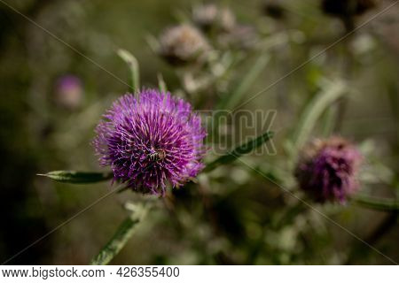 Close Up Of Bee Collects Honey From Thistle, Macro
