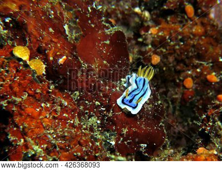 A Chromodoris Lochi Nudibranch Boracay Island Philippines