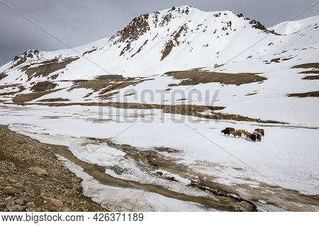 Yaks On Highland Plateau Of Khunjerab National Park. Pakistan