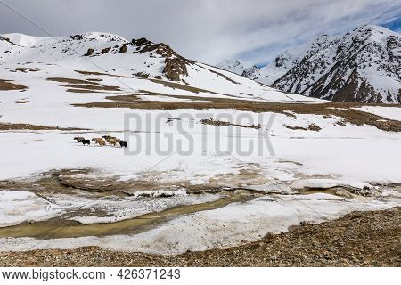 Yaks On Highland Plateau Of Khunjerab National Park. Pakistan