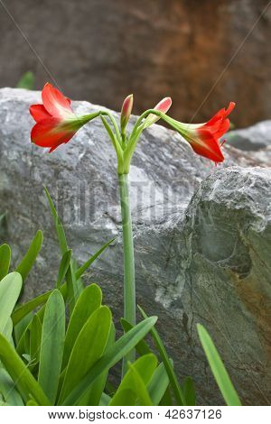 Estrelas lírio