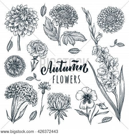 Autumn Flowers Set. Vector Hand Drawn Sketch Illustration. Blooming Garden Plants And Floral Design 