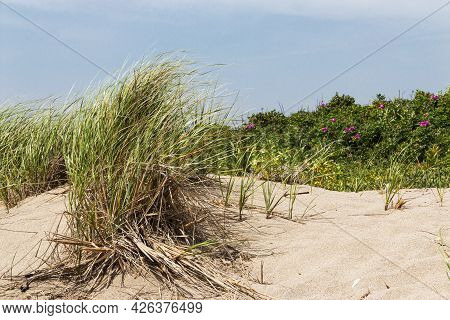 The Beach Grass Is Blowing On A Windy Day By The Dunes In Narragansett Rhode Island.