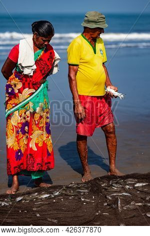 Morjim, North Goa, India , 01 April 2016 Local Fishermen Are Considering The Catch