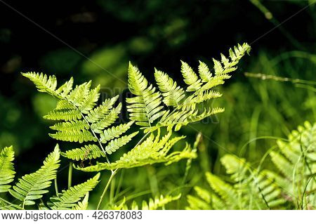 Branch Of A Fern Bush Or Plant Growing Wild In The Forest. Polypodiopsida Or Polypodiophyta Is A Vas