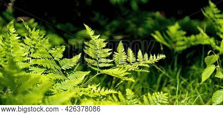 Fern Bush Or Plant Growing Wild With Other Vegetation In The Forest. Polypodiopsida Or Polypodiophyt
