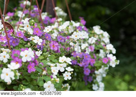 Cute Little Bacopa Flowers. Flowers Close-up Of Lilac, Pink And White