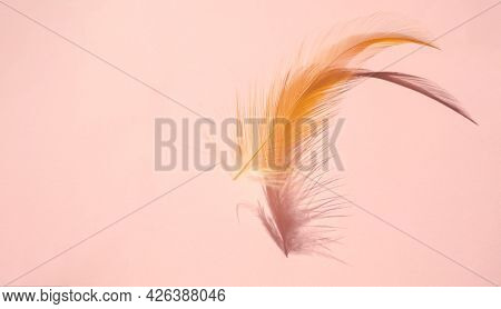 Feather Fluffy Brown Nature With Dark Shadow On Pink Paper Background. Flat Lay And Free Space. Tend