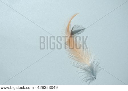Feather Fluffy Brown Nature With Dark Shadow On Blue Paper Background. Flat Lay And Free Space. Tend
