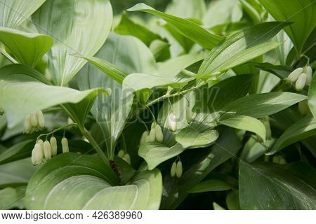 Polygonatum Hirtum, Flowering Plant. A Plant With White Hanging Flowers. Background, Texture