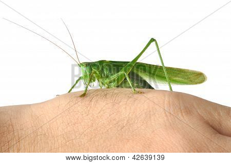 Cavalletta su mano