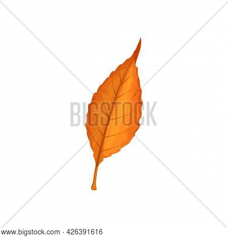 Autumn Leaf Vector Icon, Cartoon Foliage, Fallen Tree Leaf Of Orange Color, Design Element Isolated 