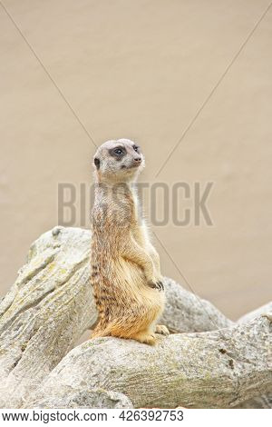 Meerkat Is Standing. Wary Rodent Stands On Hind Legs