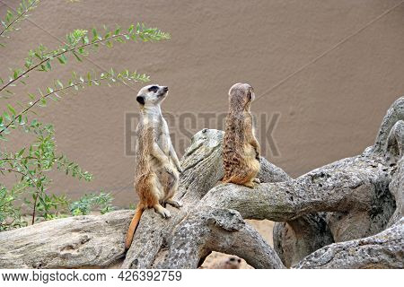 Meerkats Standing. Wary Rodents Standing On Hind Legs