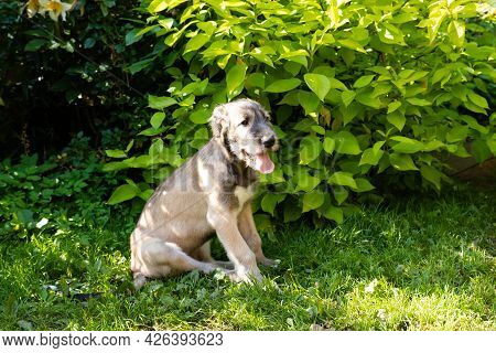 Three Month Old Irish Wolfhound In The Garden.the Puppy Of Breed The Irish Wolfhound Rests On A Gree