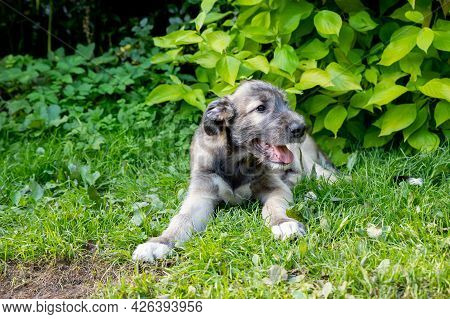 Three Month Old Irish Wolfhound In The Garden.the Puppy Of Breed The Irish Wolfhound Rests On A Gree