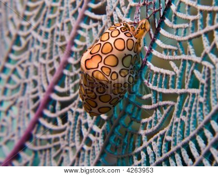 ฟลามิงโก้ลิ้นหอยทาก Cyphoma Gibbosum