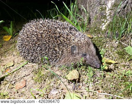 A Cute Hedgehog From The Hedgehog Family Erinaceidae Went For A Night Walk In Search Of Food