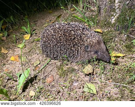 A Cute Hedgehog From The Hedgehog Family Erinaceidae Went For A Night Walk In Search Of Food