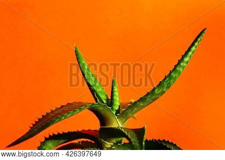 Aloe Spinous On An Orange Background. Minimalism And Bright Color Combinations. Flowers In The Inter
