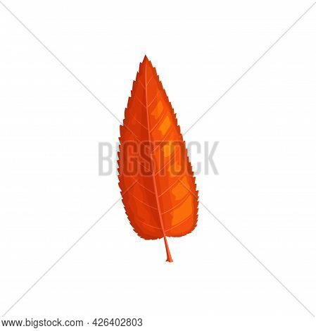 Leaf Of Autumn Tree Fall, Red Foliage Icon, Vector Isolated. Willow, Tree Orange Leaves, Autumn Fore