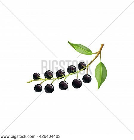 Bird Cherry Berry Fruit Isolated Bunch With Ripe Black Berries And Green Leaves. Vector Botanical Ha