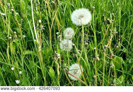 Round Flowers Of Dandelions On A Green Field.