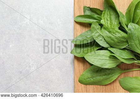 Broadleaf Plantain Leaves On Light Grey Table, Top View. Space For Text