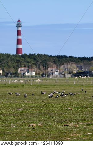 Typical Dutch Landscape With A Farm, Farmland With A Geese And Unsharp Lighthouse Of Hollum, Ameland