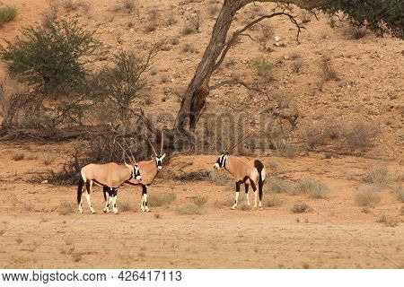 The Gemsbok Or Gemsbuck (oryx Gazella)  Standing On The Red Sand Dune With Red Sand And Dry Grass Ar