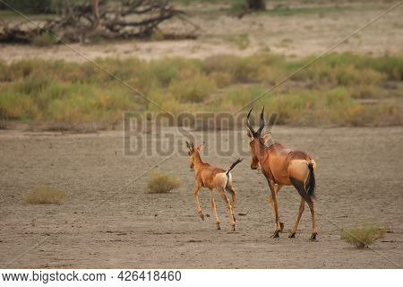 Red Hartebeest (alcelaphus Buselaphus Caama Or Alcelaphus Caama) Mother With Her Baby Running On The