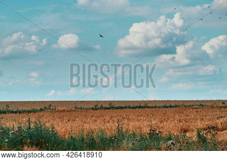 Agricultural Field With Blue Cloudy Sky In An Orange Teal Look In The Summertime
