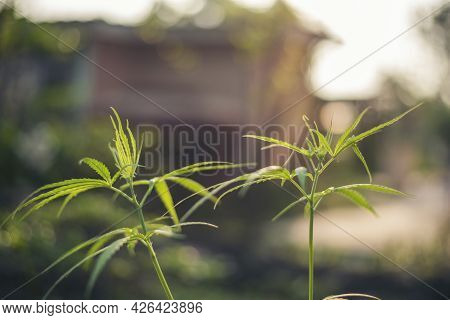 Green Marijuana Tree Cannabis Plant Narcotic Herbal In Greenhouse. Hemp Leaf Made Cannabis Crude Oil