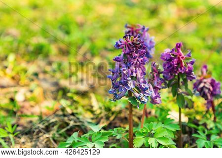 Close-up Of Corydalis Solida Fumewort Purple Flowers On Spring Blurred Natural Background. Selective