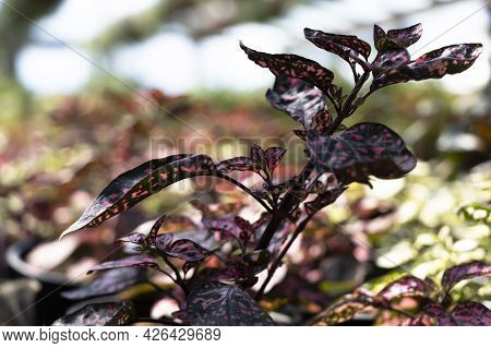 Close-up View Of Hypoestes: Pink Polka Dot Plant In Greenhouse.