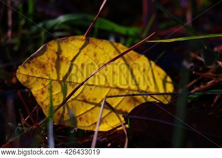 Blurred Flon, Out Of Focus. A Lone Yellow Leaf On The Ground