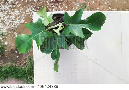 Philodendron Pedatum, Philodendron Plant In The Flower Pot