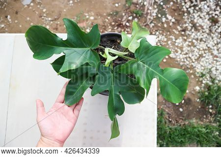 Philodendron Pedatum, Philodendron Plant In The Flower Pot